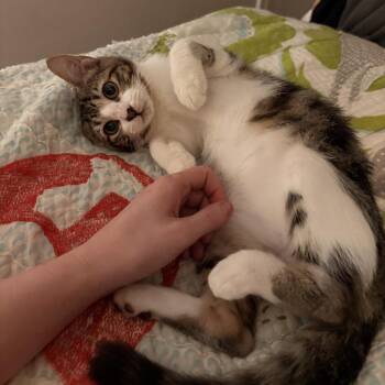 Goby -  Domestic Short Hair Cat for Adoption in Fort Worth, Texas - Goby | PetCurious