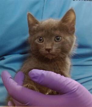 Domestic Short Hair Cats Available for Adoption in Doral, Florida - ALISTER | PetCurious