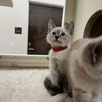 Siamese and Domestic Short Hair Cats Available for Adoption in Hattiesburg, Mississippi - Mazie | PetCurious