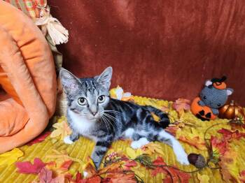 Rescue Tabby and Domestic Short Hair Cats for Adoption in Greensburg, Pennsylvania - Lillith | PetCurious
