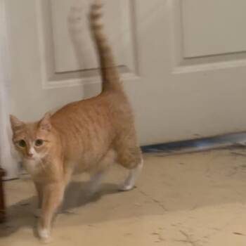 Whimsy -  Domestic Short Hair Cat for Adoption in Kansas City, Missouri - Whimsy | PetCurious