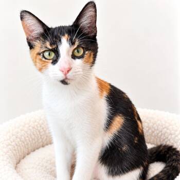 Autumn -  Domestic Short Hair Cat for Adoption in Redwood Falls, Minnesota - Autumn | PetCurious