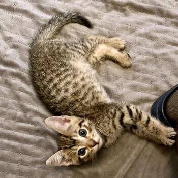 Domestic Short Hair Cats Available for Adoption in Austin, Texas - Kalliope 3 | PetCurious