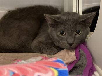 Domestic Short Hair Cats Available for Adoption in Tustin, California - PAUL | PetCurious