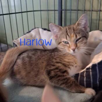 Harlow -  Domestic Short Hair Cat for Adoption in Parkersburg, West Virginia - Harlow | PetCurious