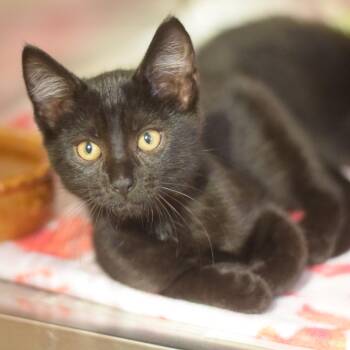 Martini -  Domestic Short Hair Cat for Adoption in Belleville, Illinois - Martini | PetCurious