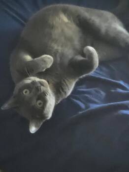 Russian Blue and Domestic Short Hair Cats Available for Adoption in Buford, Georgia - Cocoa Bonbon | PetCurious