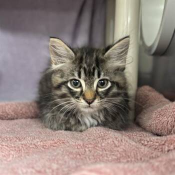 NACHA -  Domestic Long Hair Cat for Adoption - NACHA | PetCurious