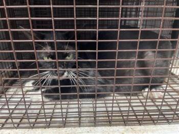 A657445 -  Domestic Short Hair Cat for Adoption in Houston, Texas - A657445 | PetCurious