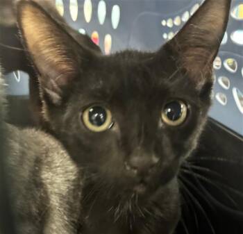 A137551 -  Domestic Short Hair Cat for Adoption in Palmetto, Florida - A137551 | PetCurious
