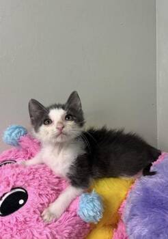 Domestic Short Hair Cats Available for Adoption in Picayune, Mississippi - Opportunity | PetCurious