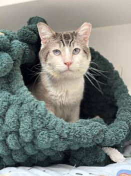 PARKER -  Domestic Short Hair Cat Available for Adoption in Indianapolis, Indiana - PARKER | PetCurious