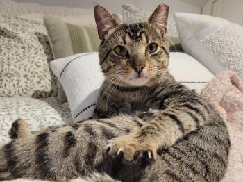Ricky -  Tabby Cat for Adoption in Medford, Massachusetts - Ricky | PetCurious