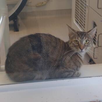 Domestic Short Hair Cats Available for Adoption in Tulsa, Oklahoma - Bettyboo | PetCurious