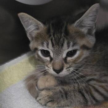 kiki 26-0568 -  Domestic Short Hair Cat for Adoption in Yanceyville, North Carolina - Kiki 26-0568 | PetCurious