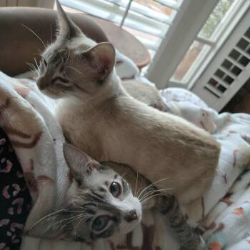Rescue Siamese Cats for Adoption in Agoura Hills, California - Mina | PetCurious