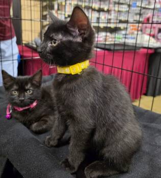 Happy -  Bombay Cat Available for Adoption in Buford, Georgia - Happy | PetCurious