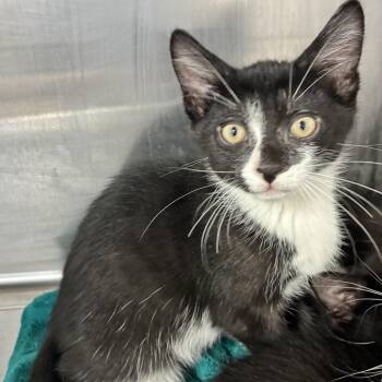 Daffy -  American Shorthair Cat for Adoption in Natick, Massachusetts - Daffy | PetCurious