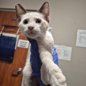 Austin -  Domestic Short Hair Cat for Adoption in Yuma, Arizona - Austin | PetCurious