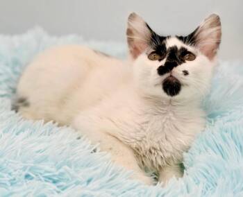 Qifrey -  Domestic Long Hair Cat for Adoption in Covington, Louisiana - Qifrey | PetCurious