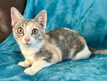 Cassie -  Domestic Short Hair and Calico Cat for Adoption in Houston, Texas - Cassie | PetCurious