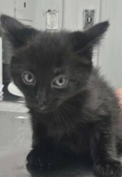 Fredrick -  Domestic Short Hair Cat Available for Adoption in Hillsdale, Indiana - Fredrick | PetCurious