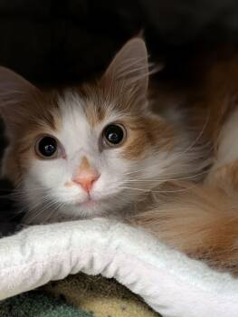 Domestic Long Hair Cats Available for Adoption - Sammie | PetCurious