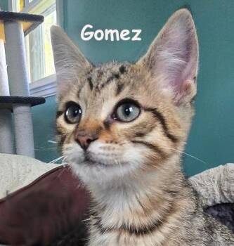 Rescue Domestic Short Hair Cats for Adoption - Gomez 0825 | PetCurious