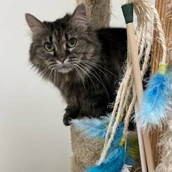 Domestic Short Hair Cats Available for Adoption in Pickerington, Ohio - Meeko | PetCurious
