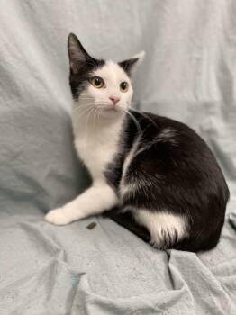 Domestic Short Hair Cats Available for Adoption in Evansville, Indiana - Autry | PetCurious