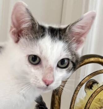 Little Kenobi - May the Force Be With Him -  Domestic Medium Hair Cat for Adoption in Houston, Texas - Little Kenobi - May The Force Be With Him | PetCurious