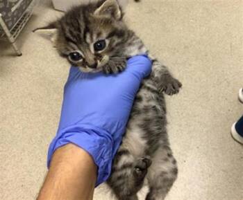 KANE -  Domestic Short Hair Cat for Adoption in Riverside, California - KANE | PetCurious
