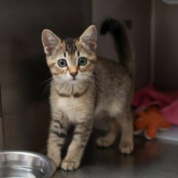 Domestic Short Hair Cats Available for Adoption in Goleta, California - Cortana | PetCurious