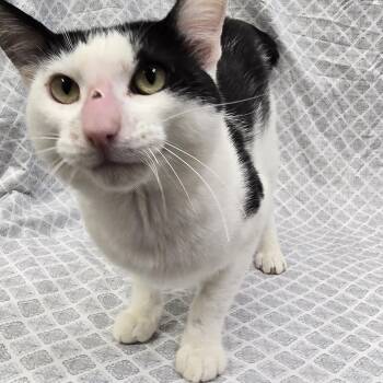Chickenhawk -  Domestic Short Hair Cat for Adoption in Payson, Arizona - Chickenhawk | PetCurious