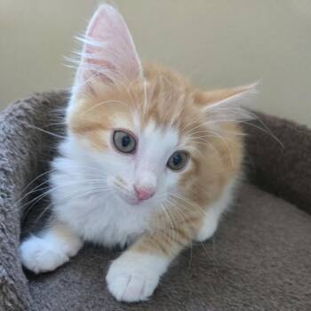 Sven -  Domestic Short Hair Cat for Adoption in Peachtree City, Georgia - Sven | PetCurious