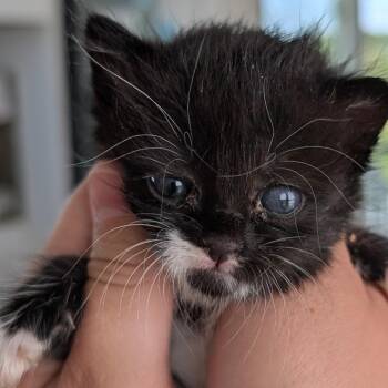 Domestic Short Hair Cats Available for Adoption in Chapel Hill, North Carolina - Magpie | PetCurious