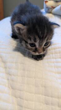 Domestic Short Hair Cats Available for Adoption in Fruit Heights, Utah - Spork | PetCurious