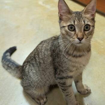 Gorgonzola -  Domestic Short Hair Cat for Adoption in Memphis, Tennessee - Gorgonzola | PetCurious