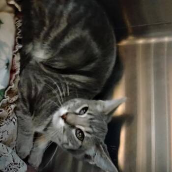 Rescue Domestic Short Hair Cats for Adoption in Cedaredge, Colorado - Butch | PetCurious