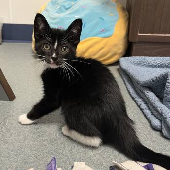 Juniper -  Domestic Short Hair Cat for Adoption in West Palm Beach, Florida - Juniper | PetCurious