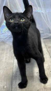 Rescue Domestic Short Hair Cats for Adoption in Shreveport, Louisiana - Blackjack | PetCurious