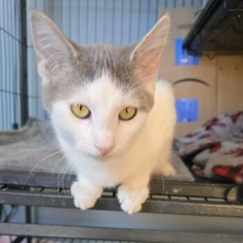 Domestic Short Hair Cats Available for Adoption in Lyle, Minnesota - Claire | PetCurious