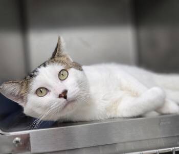 Rescue Domestic Short Hair Cats for Adoption in Park Rapids, Minnesota - Day-O | PetCurious