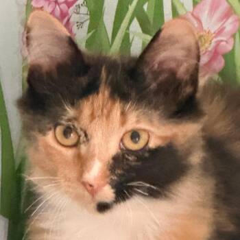 Ursula -  Domestic Long Hair Cat for Adoption in Richland, Michigan - Ursula | PetCurious