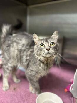 Lily Star -  Domestic Short Hair Cat for Adoption in Munster, Indiana - Lily Star | PetCurious