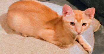 Jinu -  Domestic Short Hair Cat for Adoption in St. Augustine, Florida - Jinu | PetCurious