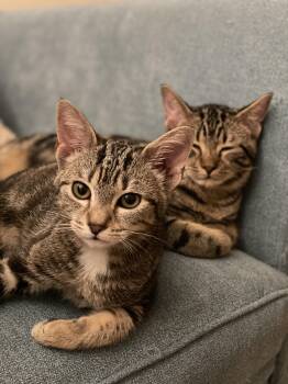 Disco & Tavern -  Domestic Short Hair Cat for Adoption in Worcester, Massachusetts - Disco & Tavern | PetCurious
