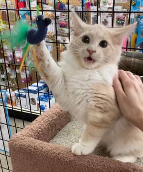 Keebler -  Domestic Long Hair Cat for Adoption in Somerset, Kentucky - Keebler | PetCurious