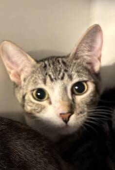Kyomi -  Domestic Short Hair Cat for Adoption in Phoenix, Arizona - Kyomi | PetCurious