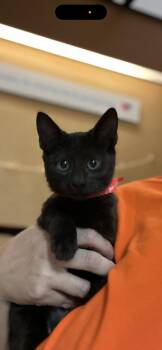 Domestic Short Hair and Bengal Cats Available for Adoption in Scottsdale, Arizona - Topaz | PetCurious
